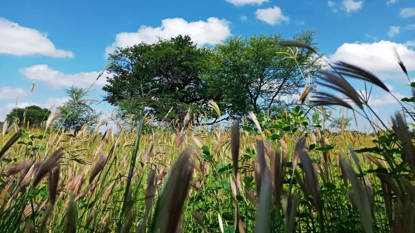 Farmland at Umm Shouka. Ripening heads of grain fill the foreground and two acacia trees stand against a blue sky of scattered cloud.